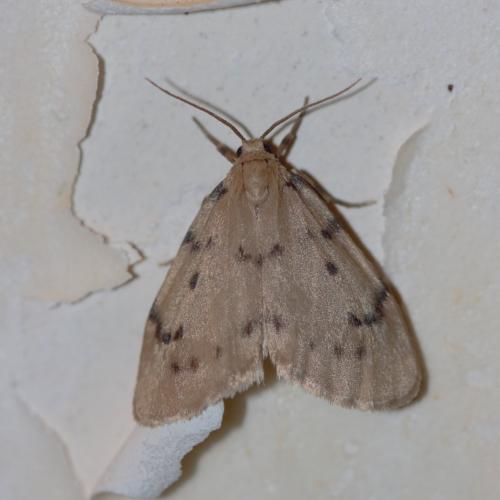 Réf. 293 119 : Paidia rica